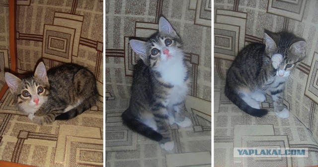 Котовторник 24.06.2014
