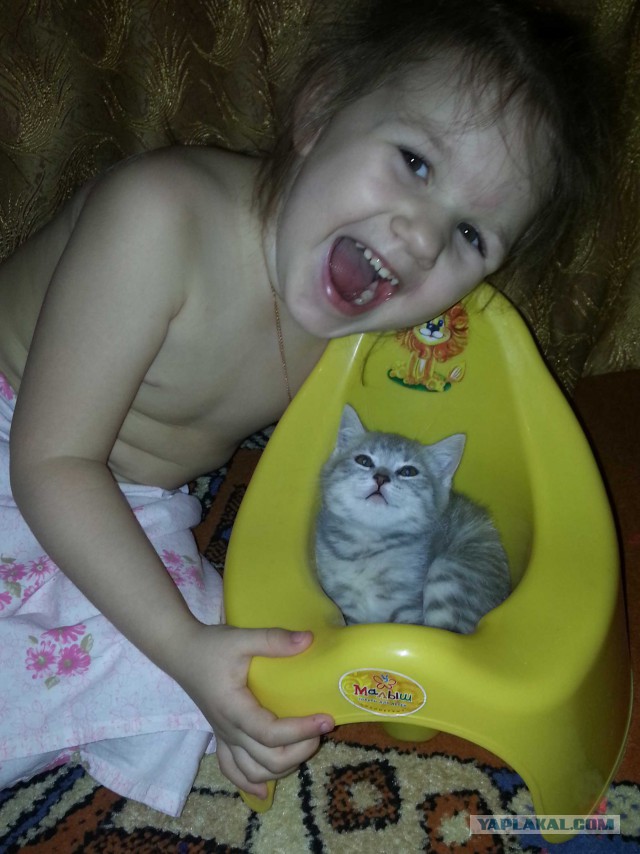 Котовторник  08.07.2014