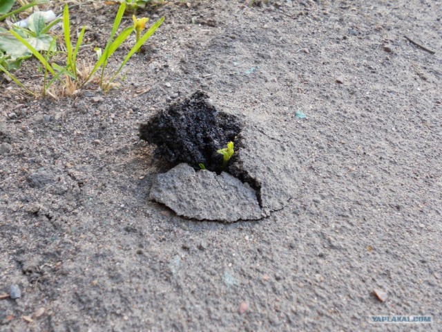 Сила Жизни / Elan Vital