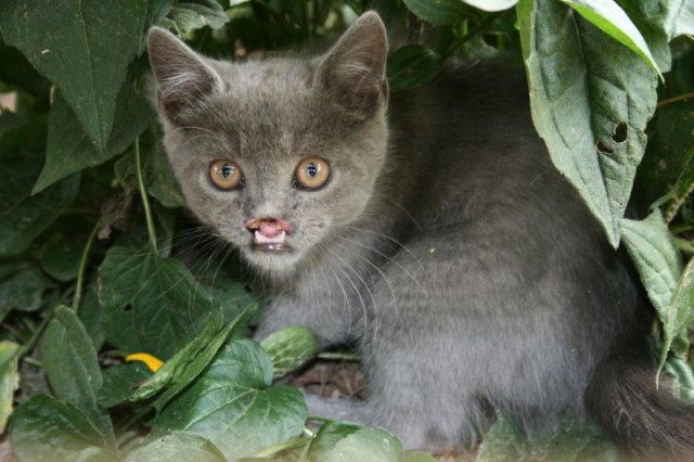 20 самых известных котов в интернете.
