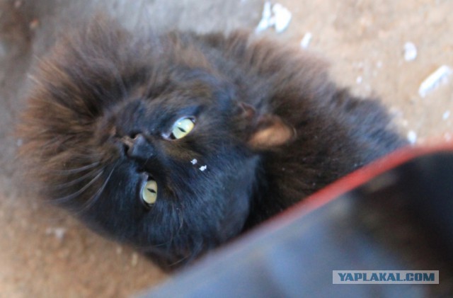 Котовторник 20.01.2015