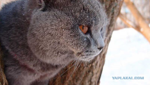 Котовторник 24.03.2015