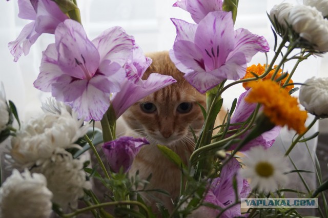 Тайна рыжего кота