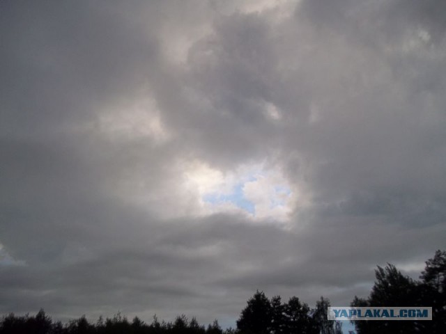 Жизнь домашнего приюта для котеек 63