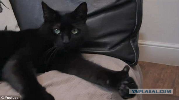 Японцы променяли школьника-мусульманина на свинину