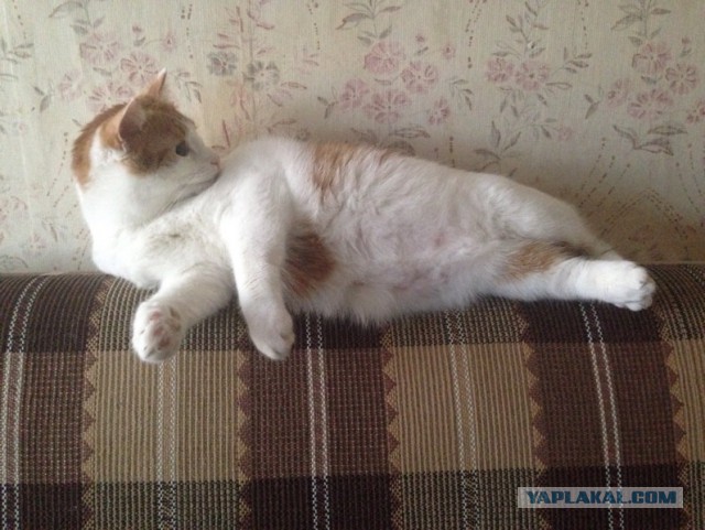 Котовторник
