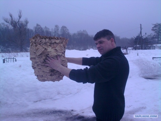 Коттедж опасных соседей