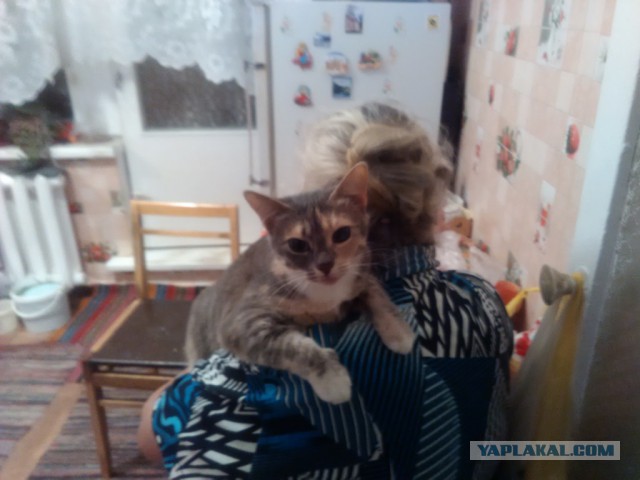 Котовторник наступил!:)