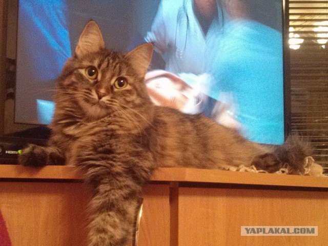 Котовторник 17.11.2015