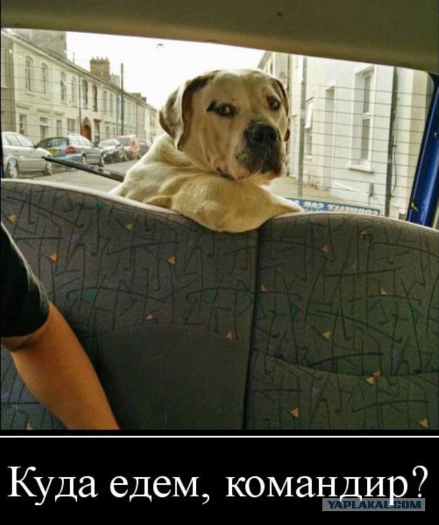 Кто водитель?