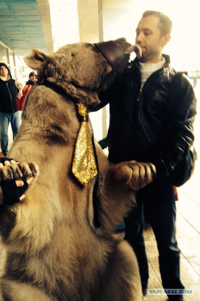 Фотосессия семьи с медведем