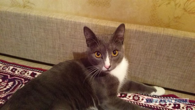 Котовторник 15.12.2015