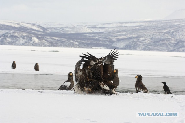 Медведи Камчатки