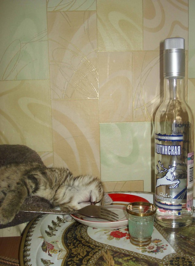 Мой кот, мои правила!