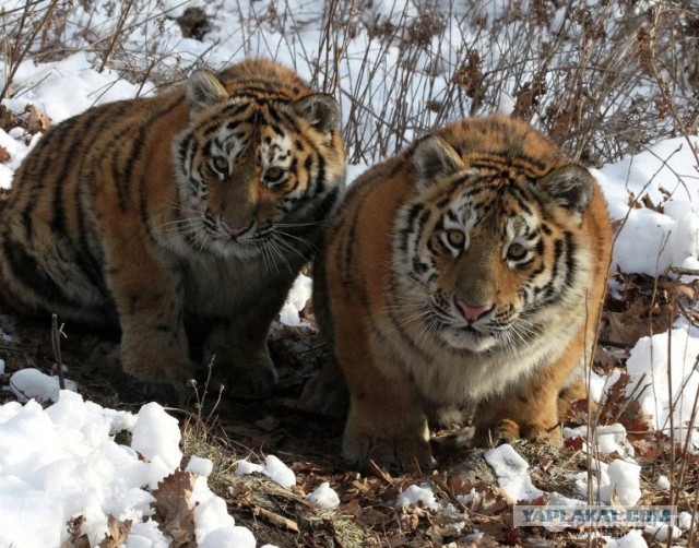 Тигр, который ел после шести