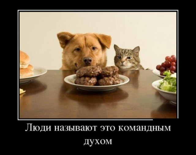 Демы к котовторнику!