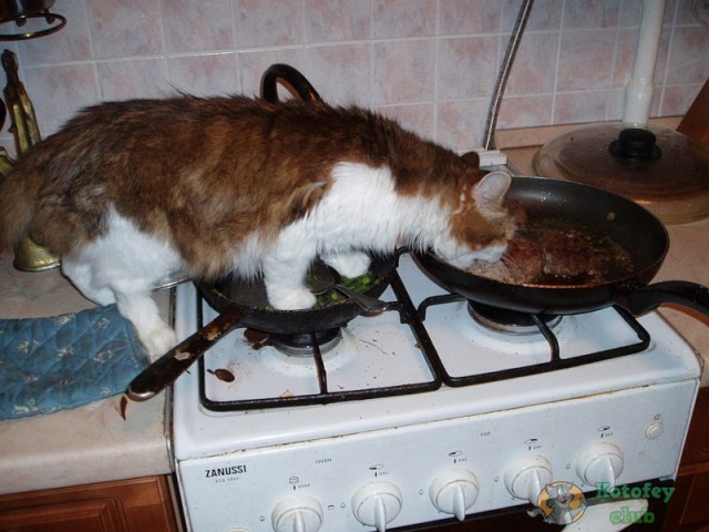 Котлета