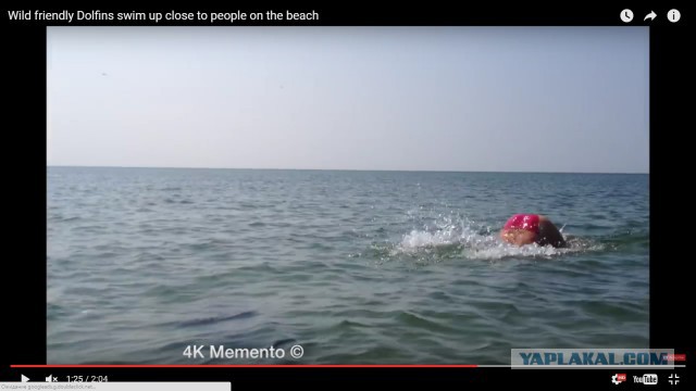 Дружелюбные Дельфины