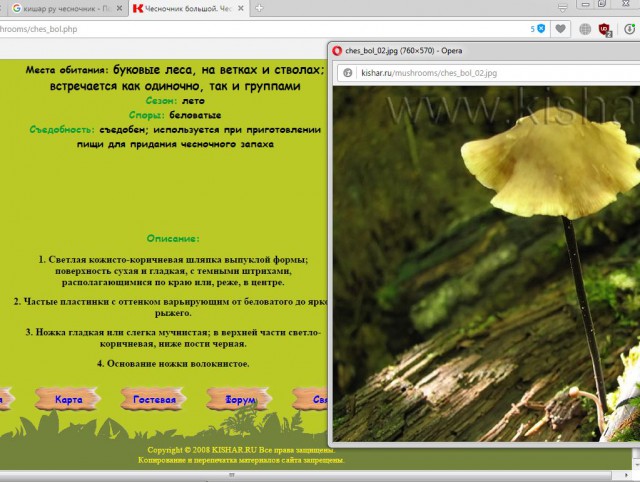 Вятские рыжики