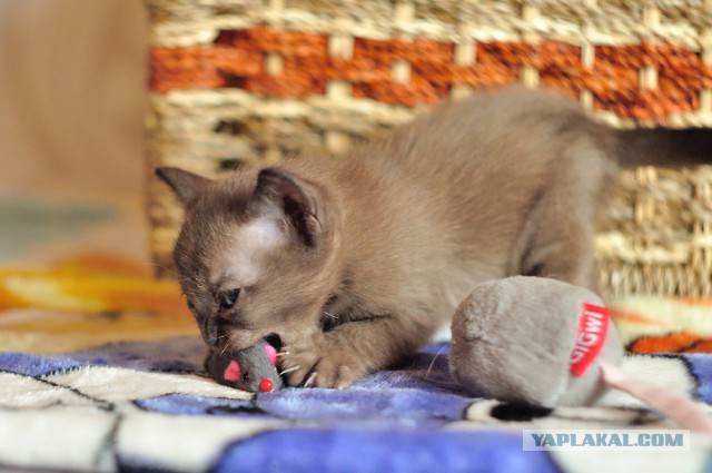 Котовторник  17.01.2017