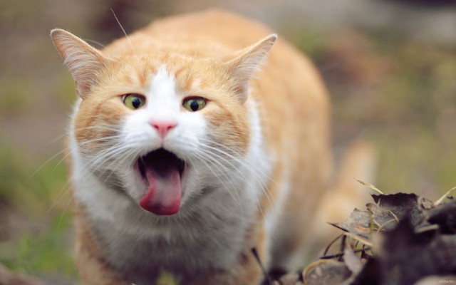 Коты из сети