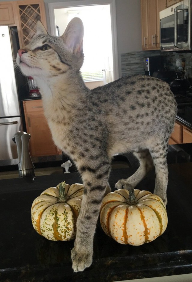Коты из сети