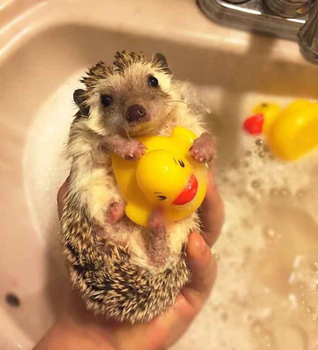 Самые смешные животные