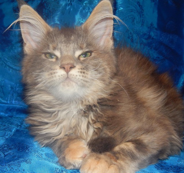Коты и Кошки