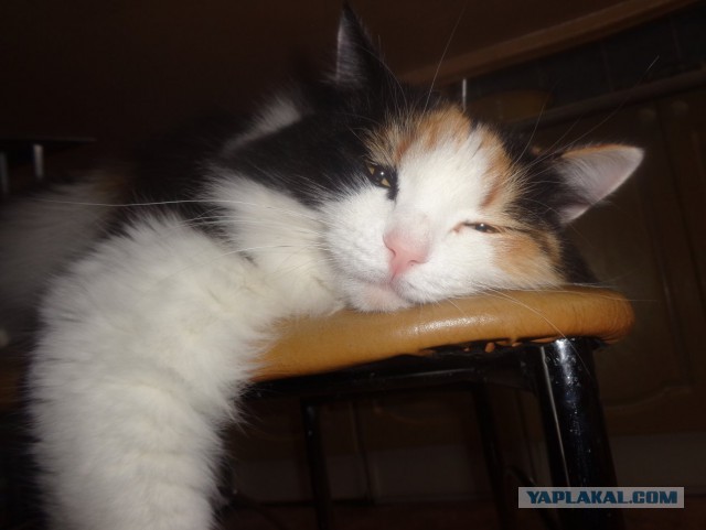 Котовторник 11.07.2017