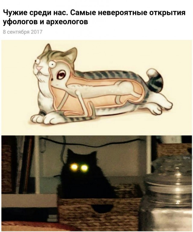 Коты и Кошки