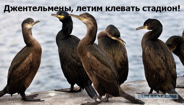Озверевшие голуби... Будьте осторожны!