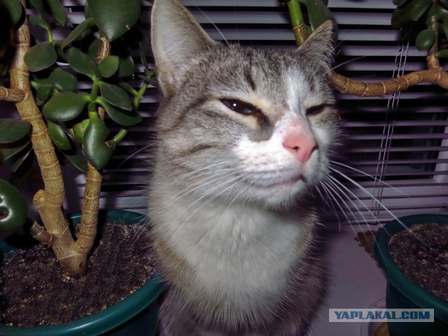 Котовторник 07.11.2017
