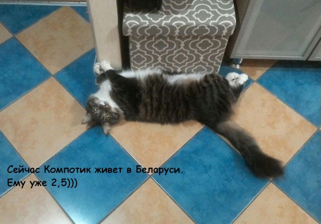 Вся красота беспородных кошек. Котовторнику посвящается.