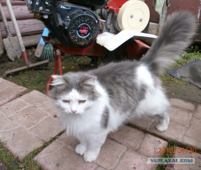Котовторник  01.05.2018