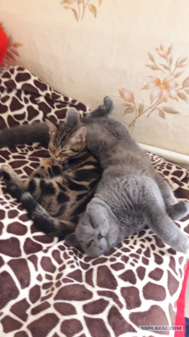 Котовторник 05.06.2018