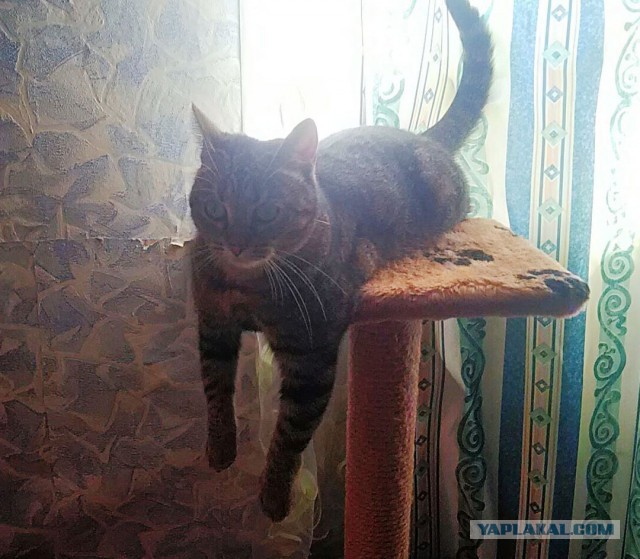 Котовторник  12.06.2018