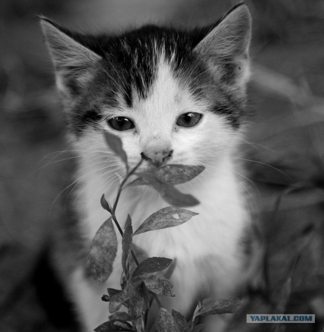 Ура, котовторник! (01.07.2008)