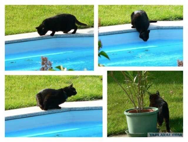 Котовторник на ЯПлакалъ (15.07.2008)