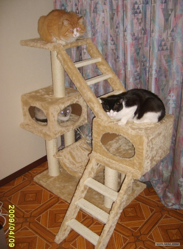 Котовторник, Весна, Цветы!