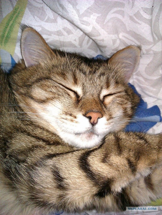 Котовторник - С праздником, котоводы!