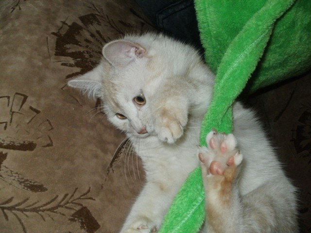 Котовторник, для любителей кошек