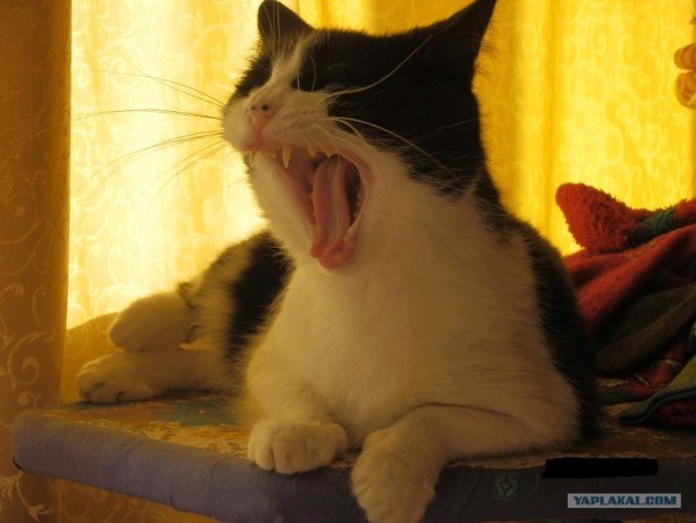 Котовторник объявляется открытым!