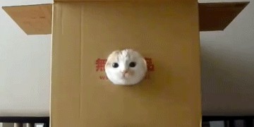 Ну и где ваш котовторник?