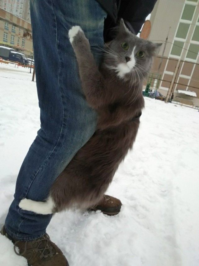 Прикольных котов пост