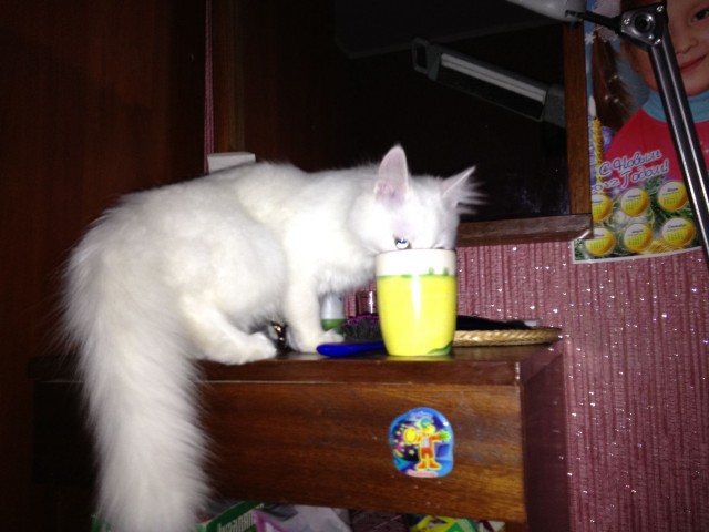 Котовторник  12. 06. 2012
