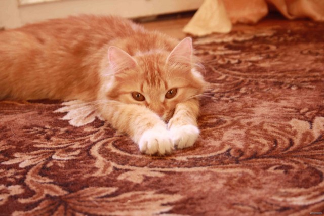 Котовторник на 26.06.12