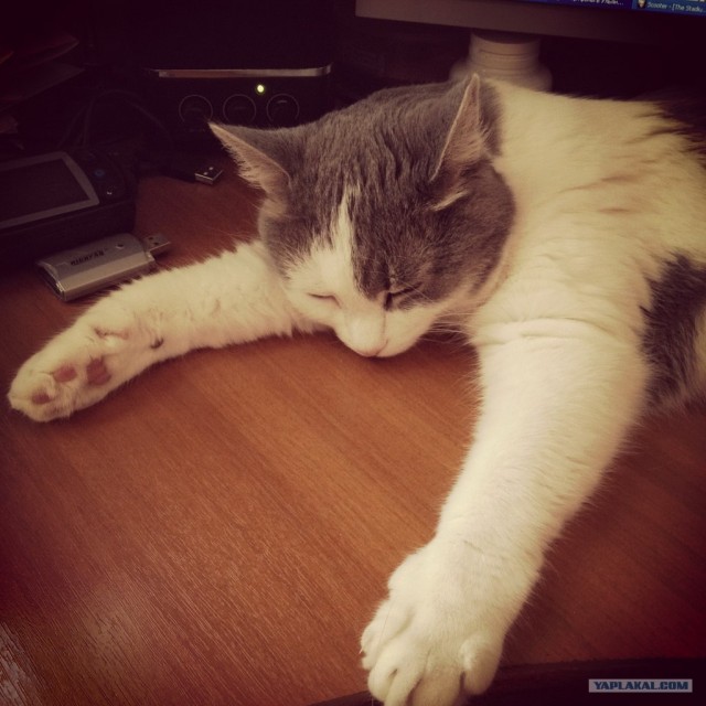 Котовторник 10. 07. 2012