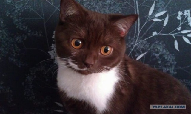 Котовторник  16.10.12