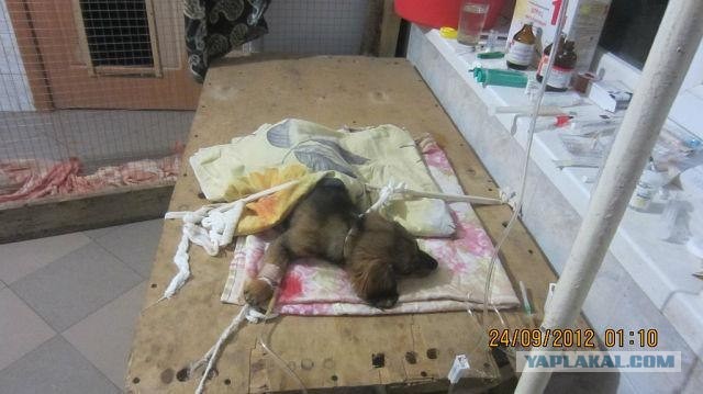 Из России в Германию