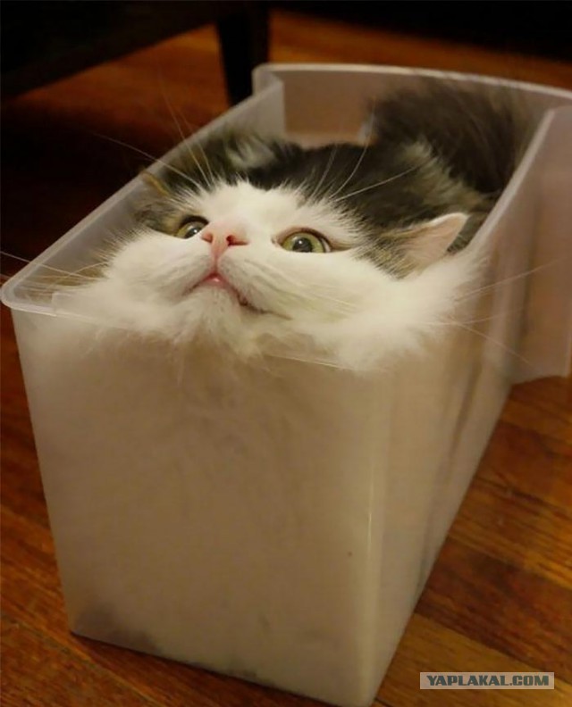 С Днём кошки!
